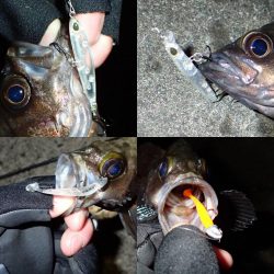 今期初のメバリング！