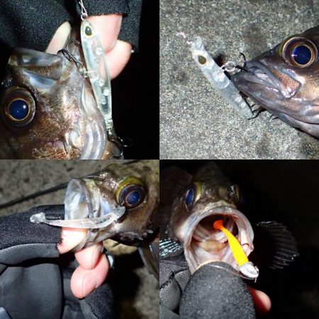 今期初のメバリング！