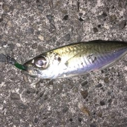 年明けは癒しのライトゲーム！