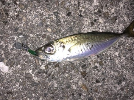 年明けは癒しのライトゲーム！