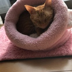 1時間限定メバリング