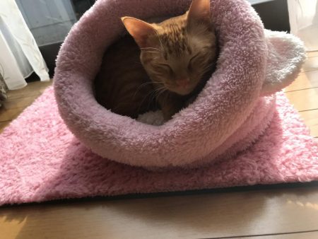 1時間限定メバリング