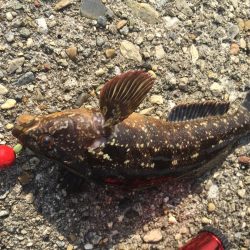 アンダースピン80を試したくて。