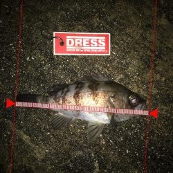 過去最高のメバリング