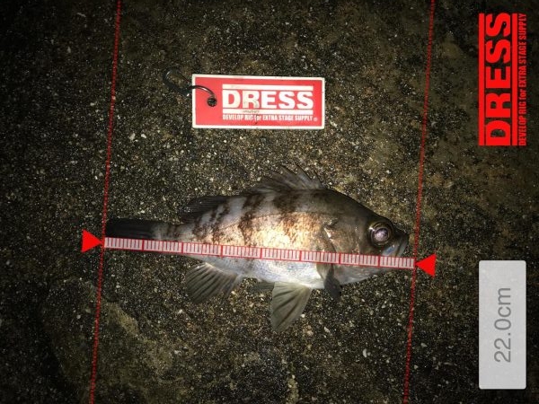 過去最高のメバリング