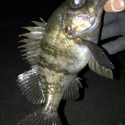 週末のアフターメバル狙い