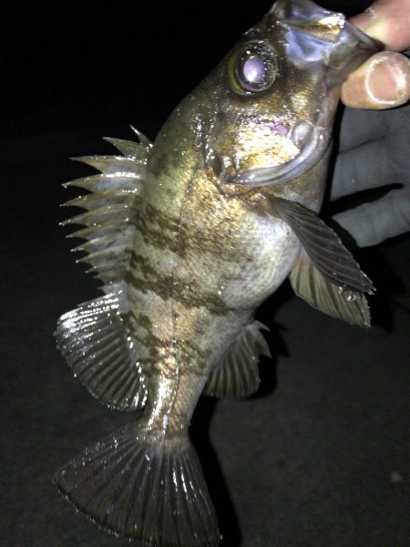 週末のアフターメバル狙い