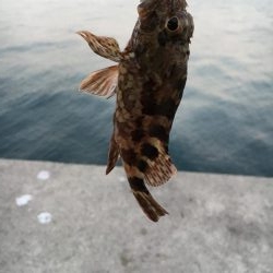 アタリは短時間