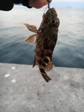 アタリは短時間