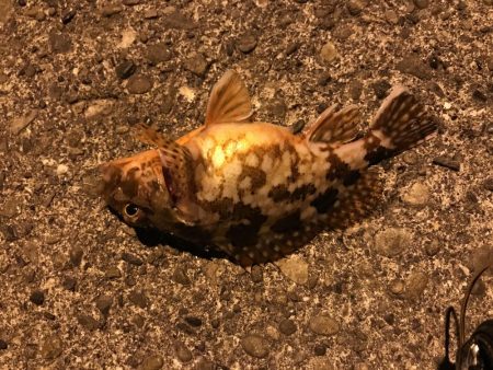 アジング釣行記