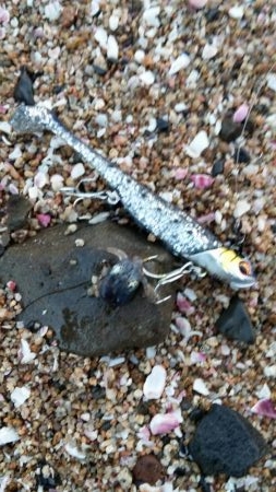 ちっこいのばっかっ！