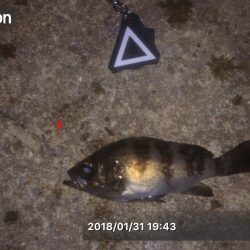 漁港にいる猫って