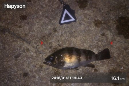 漁港にいる猫って