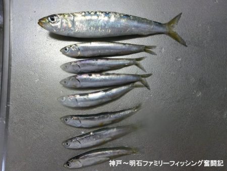 ファミリーフィッシングの釣り初