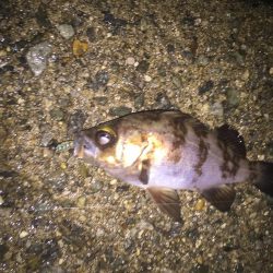 楽しいメバリング!