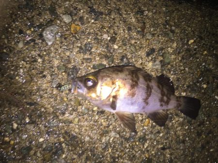 楽しいメバリング！