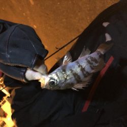 ★メバリング★