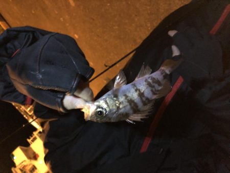 ★メバリング★