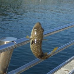 いきなりのアイナメ２３．５㎝