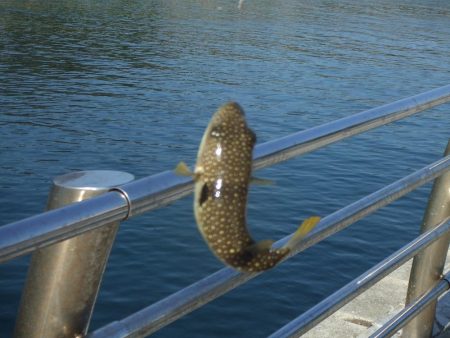 いきなりのアイナメ２３．５㎝