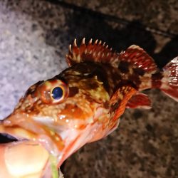 今季初のヤリイカGET