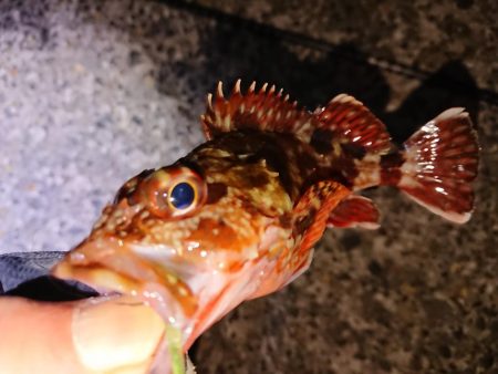 今季初のヤリイカGET