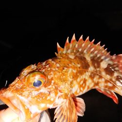 ようやくのメバル