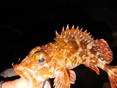 ようやくのメバル