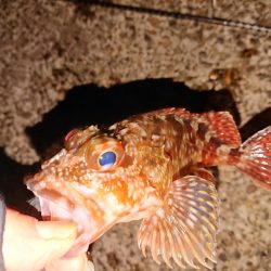 今日もヤリイカは釣れません