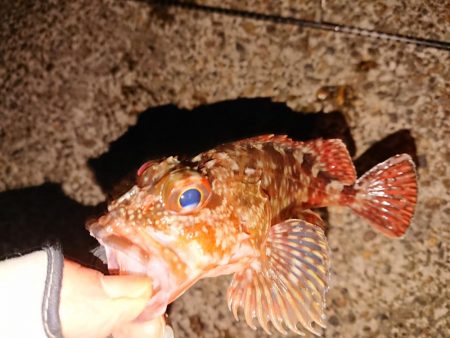 今日もヤリイカは釣れません