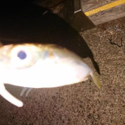 越前海岸ランガン