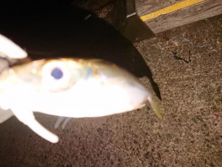 越前海岸ランガン