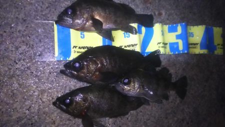 スーパーブルーブラッドムーン メバリング