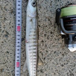 西表島でメアジが釣れました。