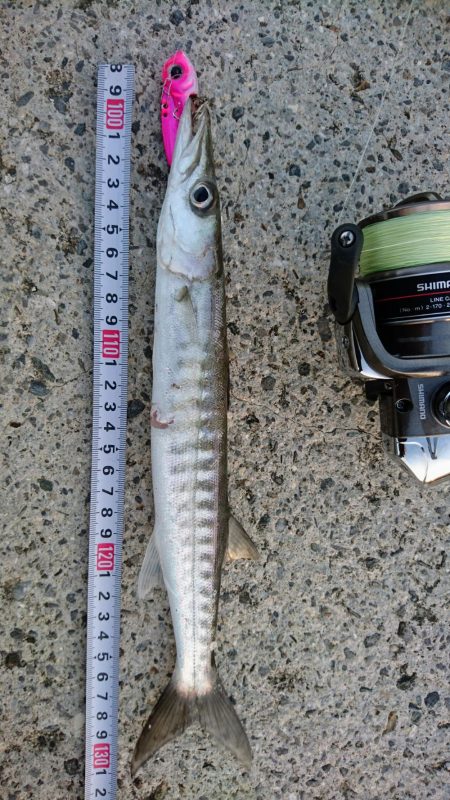 西表島でメアジが釣れました。