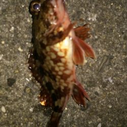 今年２回目の釣りはチビガッシー祭り！