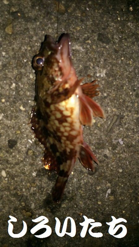 今年２回目の釣りはチビガッシー祭り！