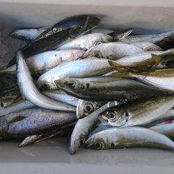 年越しアジング遠征