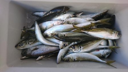 年越しアジング遠征