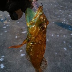 アジの入れ食い堪能