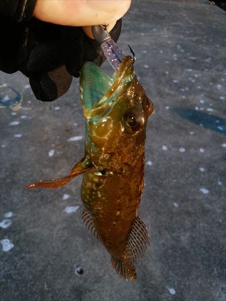 アジの入れ食い堪能