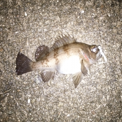 沼島のライトゲーム2日目