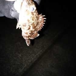 久しぶりの暖かい夜