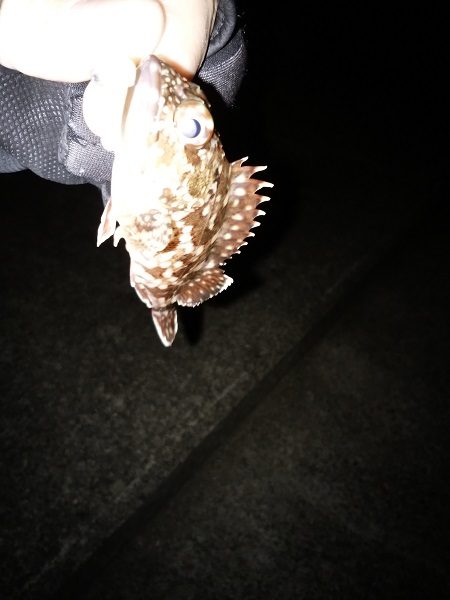 久しぶりの暖かい夜