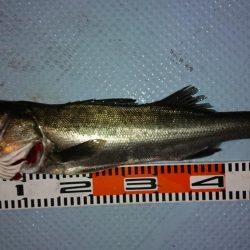 ボートシーバス