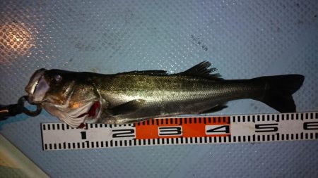 ボートシーバス