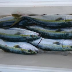 鳴門ジギング釣行