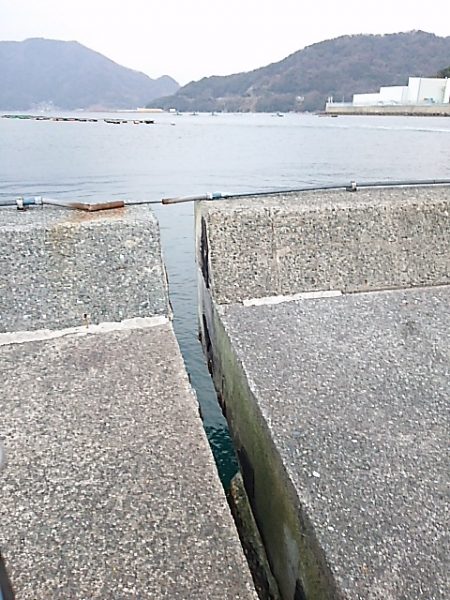 ギンポング！？