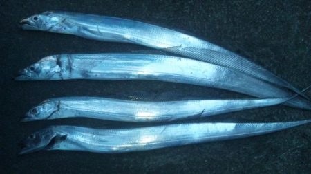 電気ウキが～～