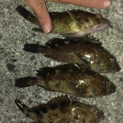 初釣りもガシラ調査